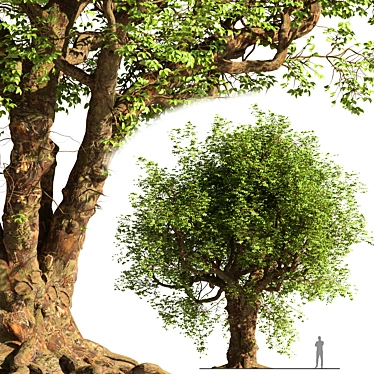 3D Tree Model - Corona/Vray 3D model image 1 