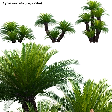  3D Sago Palm Model Collection 3D model image 1 