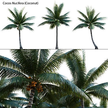 Variety-Enhanced High-Quality 3D Coconuts 3D model image 1 