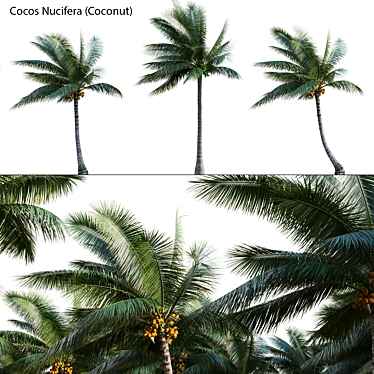 Complete 3D Coconut Plant Package 3D model image 1 