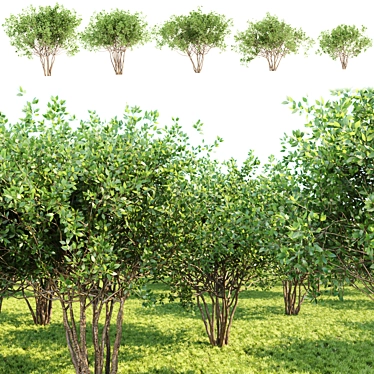 Nature Bushes Collection 3D Models 3D model image 1 