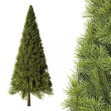 Balsam Fir Tree No.12 3D model image 1 