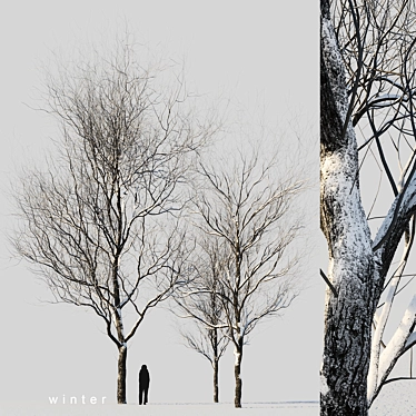 snow-covered trees