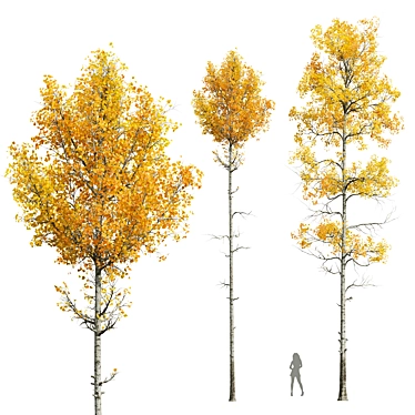 Quaking Aspen Tree Models 3D model image 1 