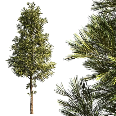 Minimalist Pine Tree Model 3D model image 1 