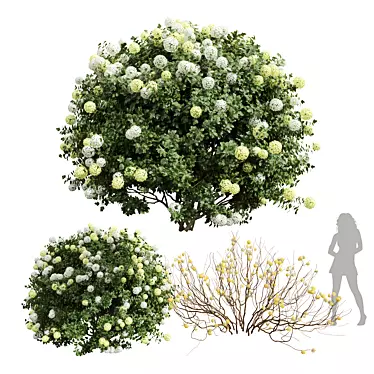 Blooming Paperbush 3D Models 3D model image 1 