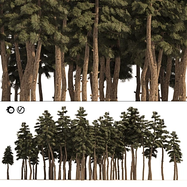 Douglas Fir Forest 3D Model 3D model image 1 