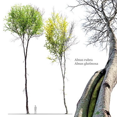 Alder Trees Pack: Vray Material 3D model image 1 