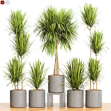 Exotic Dracaena Marginata Set 3D model image 1 