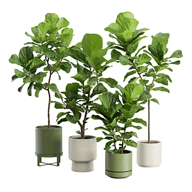 Elegant Ficus Lyrata Fig Tree 3D model image 1 