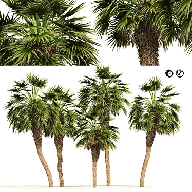 Chinese Fan Palm 3D Model 3D model image 1 