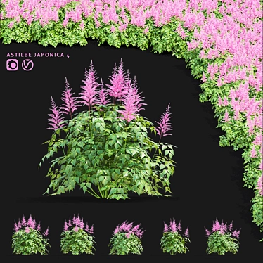 Japanese Pink Astilbe Collection 3D model image 1 