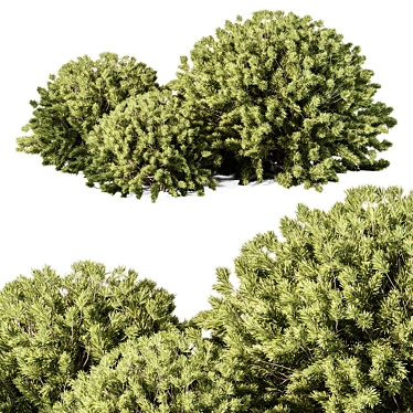 Boxwood Topiary Ball Bush Set 3D model image 1 