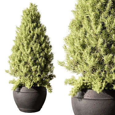 Pine Outdoor Plant, Hardy Evergreen 3D model image 1 