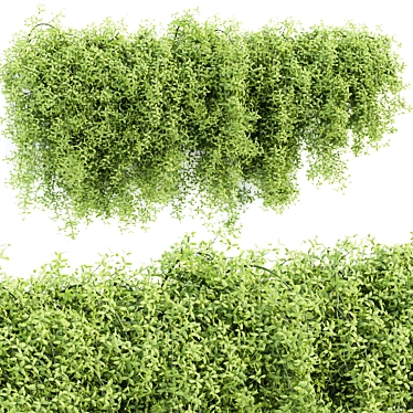 Modern Hanging Wall Plants Vol 171 3D model image 1 