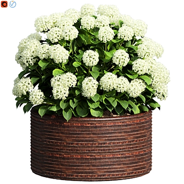 Bigleaf Hydrangea Design Bloom 3D model image 1 