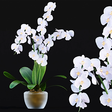 Realistic Orchid Flowers Model 3D model image 1 