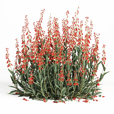 Firecracker Penstemon Plant 3D Model 3D model image 1 