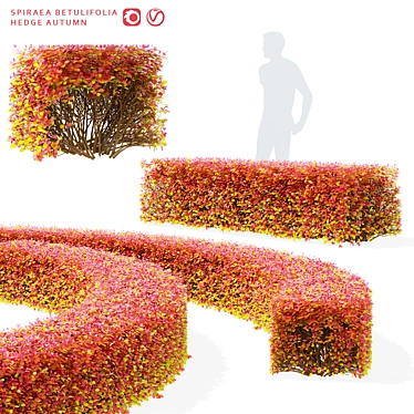 Autumn Spiraea Betulifolia Hedge 3D model image 1 