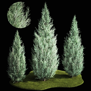 Blue thuja and cypress for landscape design. Plant collection 1166.