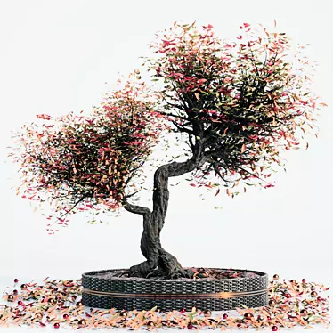 Miniature Bonsai Tree Set 3D model image 1 