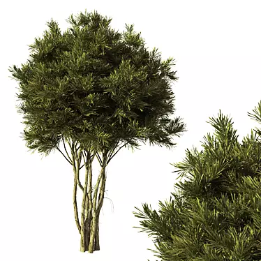 Premium Pine Tree No.15 Scenery 3D model image 1 