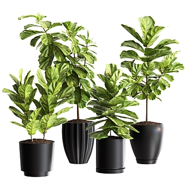 Ficus Lyrata Plant Bundle 3D model image 1 