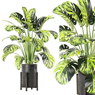 Modern Indoor Plants Set 716 3D model image 1 