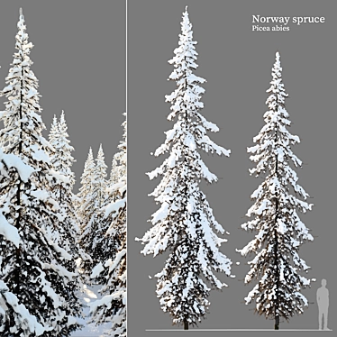 Scandinavian Evergreen Tree Pair 3D model image 1 