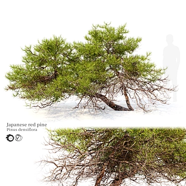 Japanese Red Pine 3D Model 3D model image 1 