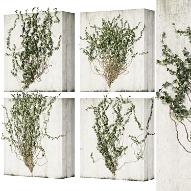 Outdoor Ivy Fitowall Plant Model 3D model image 1 