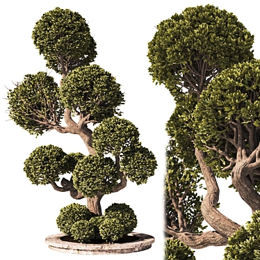 Ornamental Garden Tree & Bush 3D model image 1 