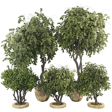 Plant Collection Set 57High Quality Decorative Potted Tree