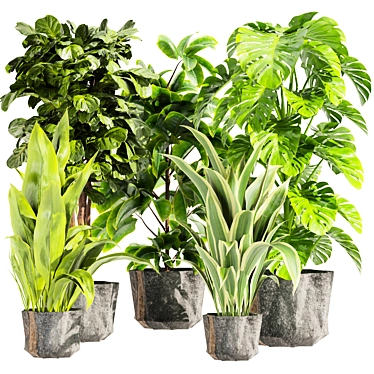 Premium Indoor Plant Collection Set 3D model image 1 