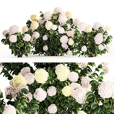 White Hydrangea Trio Collection 3D model image 1 