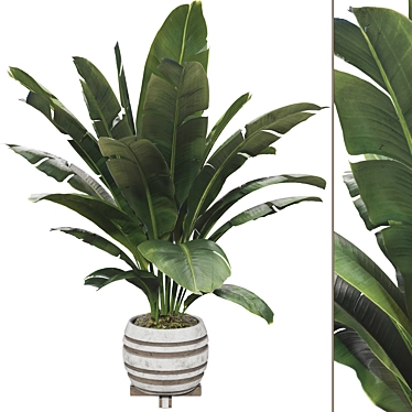 Beautifully Detailed Banana Plant Set 3D model image 1 