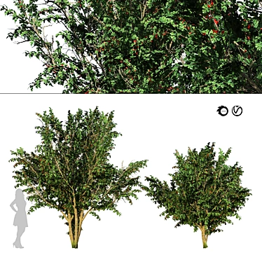 HD Hawthorn Tree Model 3D model image 1 