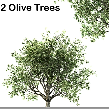 Two Olive Trees (corona and V-ray)