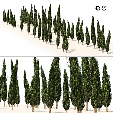 Mediterranean Cypress Tree 3D Model 3D model image 1 