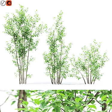 Forest Greenery 3D Tree Model 3D model image 1 