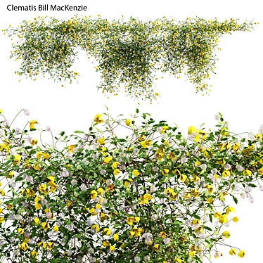 3D Clematis Plant Models - Growth Varieties 3D model image 1 