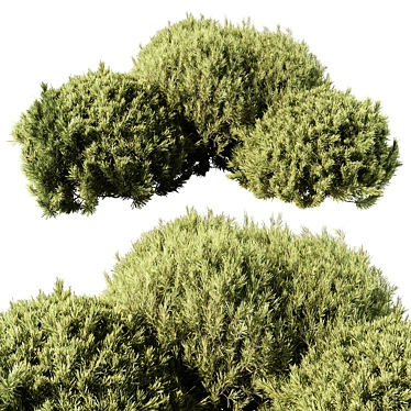 Grass Topiary Ball Plant 111 3D model image 1 