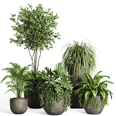 Modern Indoor Plant Set with Dark Concrete Pot 3D model image 1 