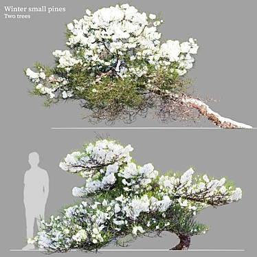 Winter Pine Duo Set, 2m 3D model image 1 