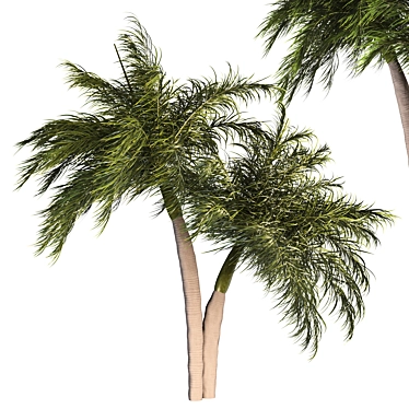 Tropical Palm Tree 3D Model 3D model image 1 