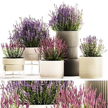 Lavender Collection for Urban Landscaping 3D model image 1 