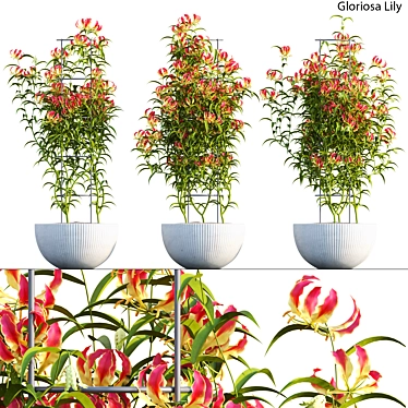 Complete 3D Gloriosa Lily Model 3D model image 1 