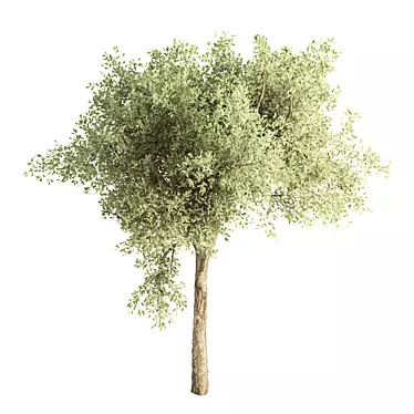 Dimensional Centimeters Tree No.19 3D model image 1 