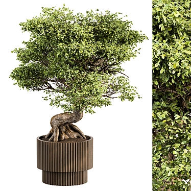 Bonsai Plant 489 - Indoor 3D model image 1 