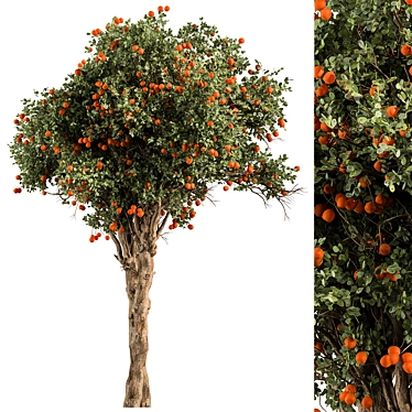  Citrus Grove - Set of Trees 3D model image 1 